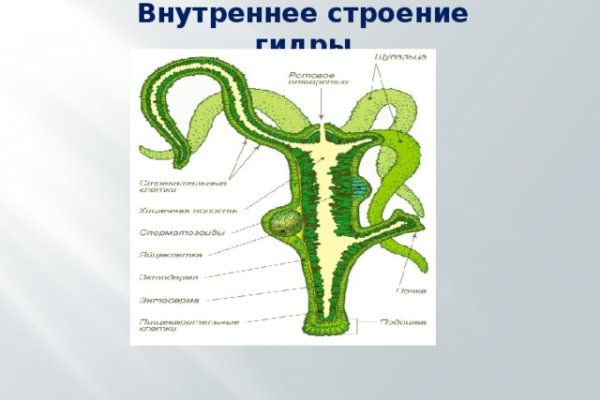 Kraken russia